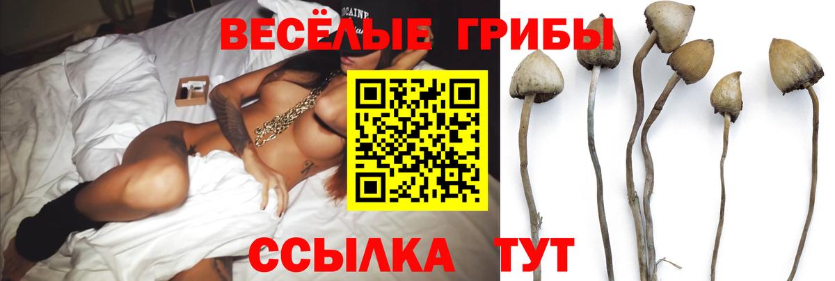 Псилоцибиновые грибы Psilocybine cubensis Южноуральск